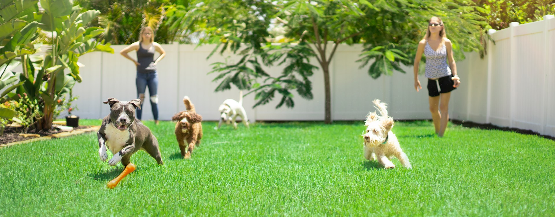 white and brown dogs on green grass field during daytime